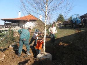 Postavljanje breze u predhodno iskopanu i pripremljenu sadnu jamu