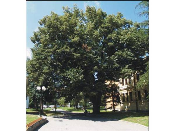 SREBRNA LIPA