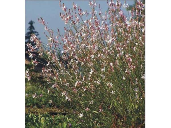 GAURA