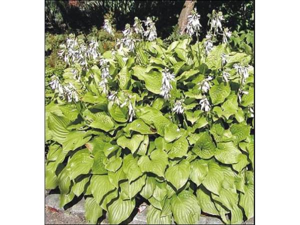 HOSTA, BOGIŠA