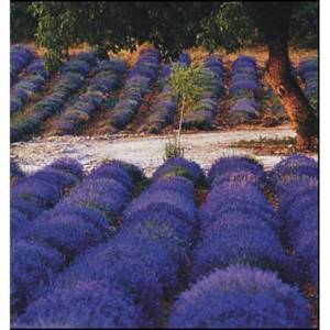 LAVANDA GROSSO