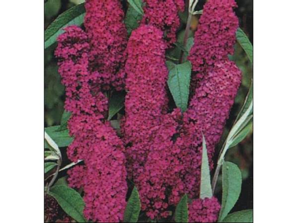 3112 Buddleia variabilis Hemsl.LETNJI JORGOVAN - BUDLEJA