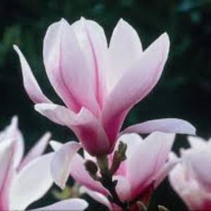 MAGNOLIJA ALEKSANDRINA