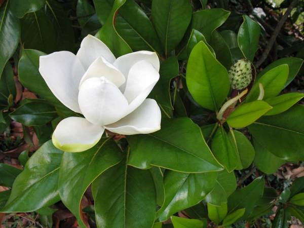 MAGNOLIJA ZIMZELENA