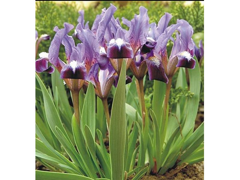 patuljasta-perunika PATULJASTA PERUNIKA