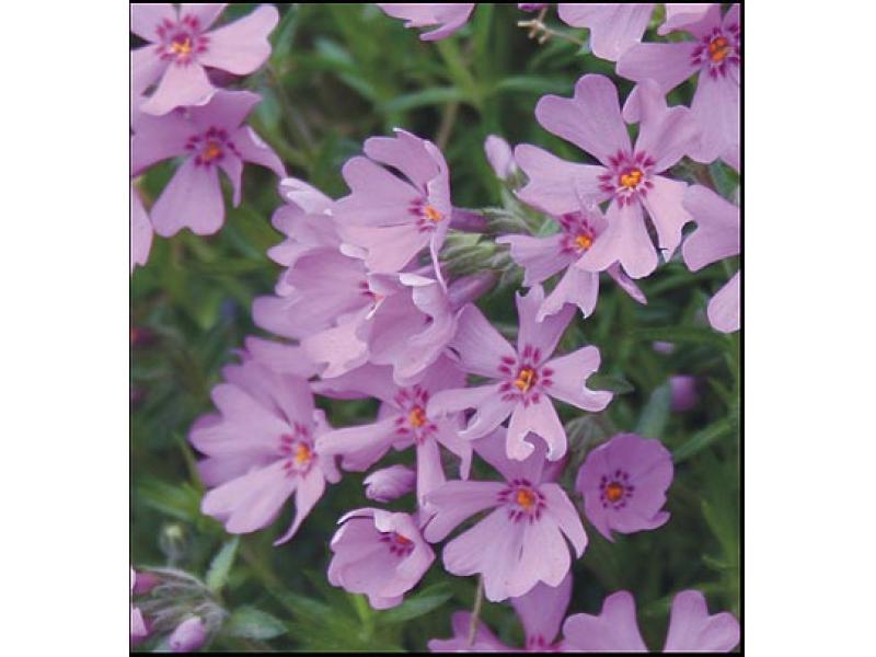 polegli-floks POLEGLI FLOKS