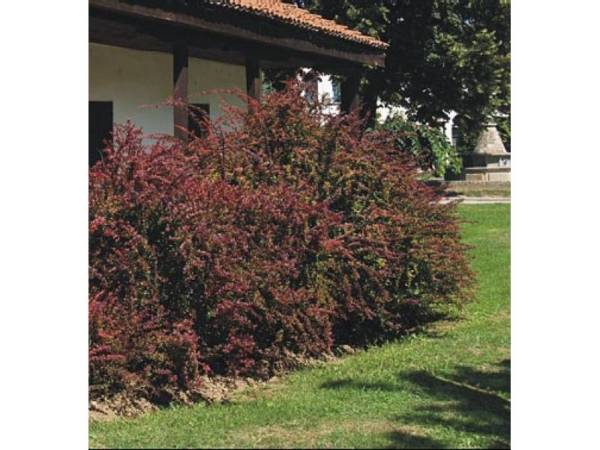 TUNBERGOVA CRVENOLISNA ŽUTIKA