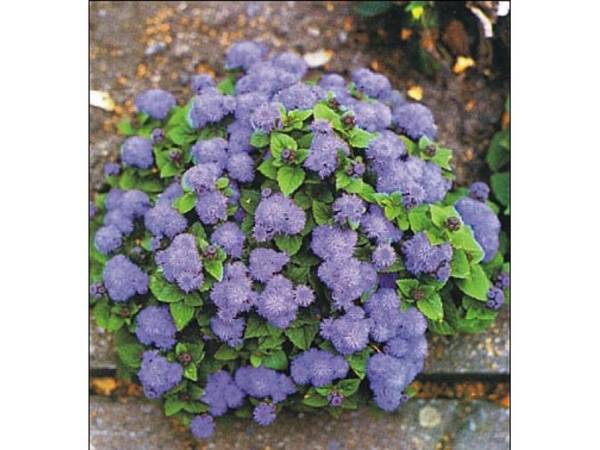 AGERATUM