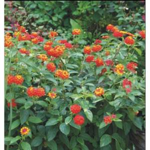 LANTANA