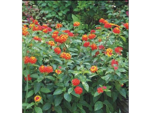 LANTANA