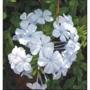 PLUMBAGO