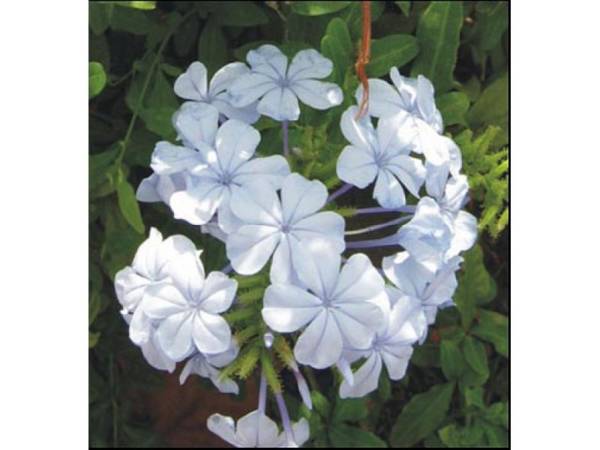 PLUMBAGO