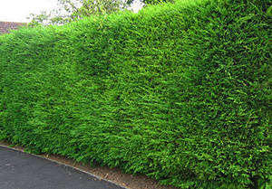 Žive ograde i zeleni zidovi